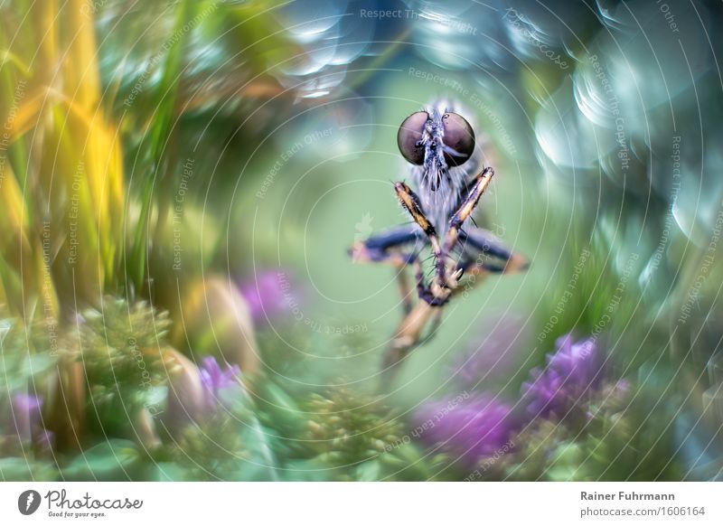 A robber fly sits in nature, framed by strong bokeh Animal Fly 1 Blossoming Flying To feed Beautiful Yellow Green Violet Nature Colour photo Exterior shot