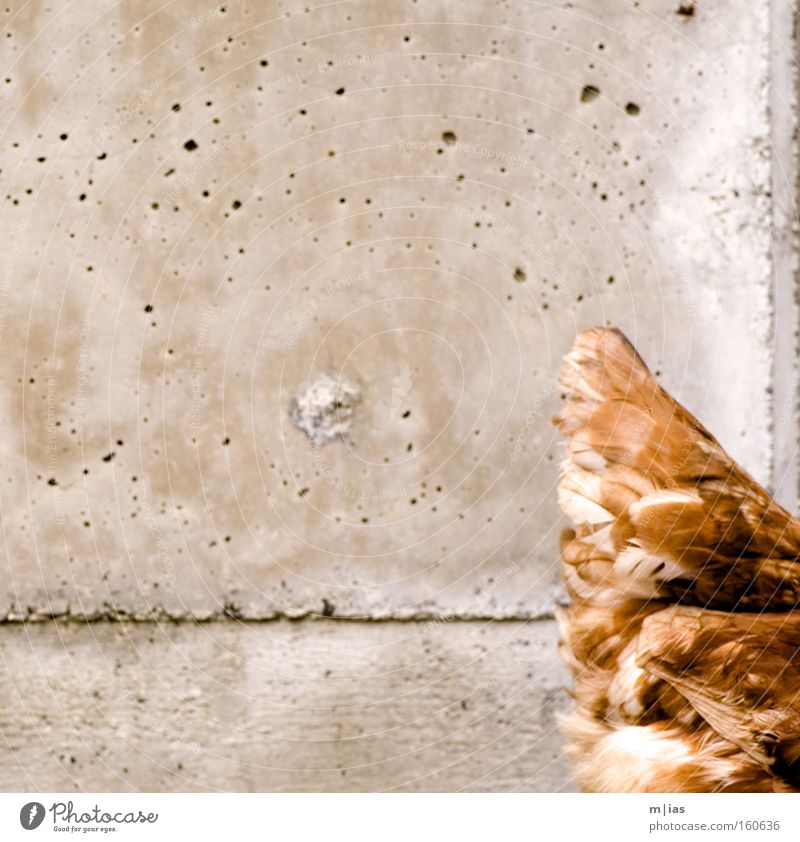 Gold broiler in front of exposed concrete. Barn fowl Agriculture Concrete Nature Farm Environment Free-range rearing Leisure and hobbies Dangerous Stone