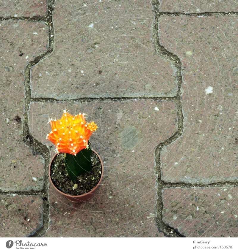 Suspended Cactus Plant Pot plant Thorn Houseplant Terrace Decoration Orange Exposed Stone floor Floor covering Ground Cobblestones Paving stone Garden Desert