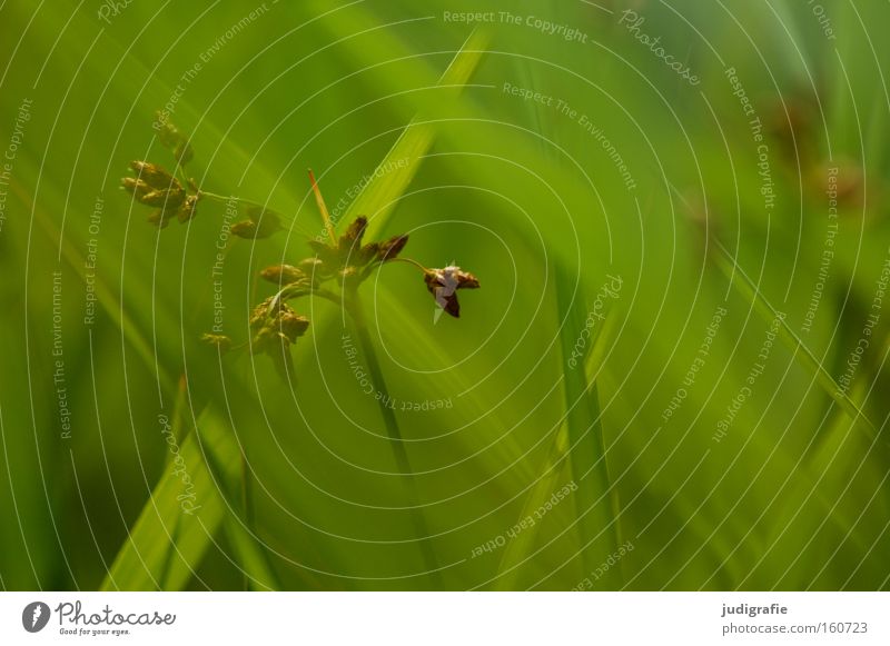 grass Grass Green Summer Meadow Pollen Nature Environment Plant Blade of grass Colour risp