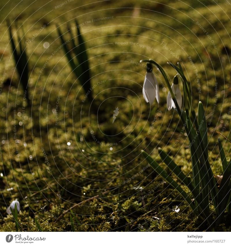 spring role Spring Snowdrop Spring flower Spring day Fragrance Spring celebration Spring colours Flower Blossoming Meadow Growth Moss Garden Bed (Horticulture)