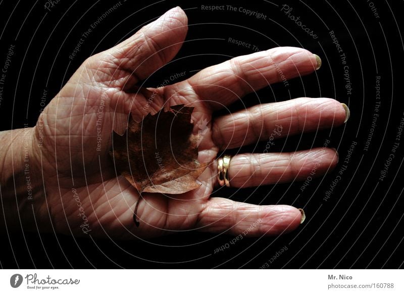 Hands of time Autumn Leaf Fingers Old Life Wisdom Senior citizen Transience Precarious Feeble Mellow Retirement Grief Distress Wrinkles