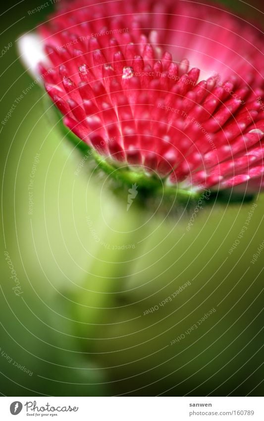 Mr. Winter, go behind Flower Spring flower Warmth Red Pink Green Blossom Sun Anticipation Plant Summer Summerflower Macro (Extreme close-up) Close-up