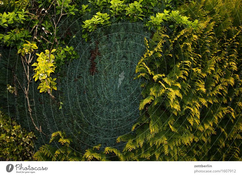 Hedge with lightning Spring Garden Landscape Garden plot Thuja Border Neighbor Screening Green Conifer Copy Space Deserted Structures and shapes Arrangement Day