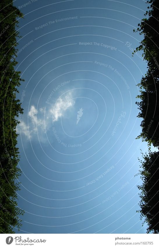 Between hedges Hedge Green Maze Sky Blue Park Freedom Nature Geometry Exterior shot Structures and shapes Vantage point Lanes & trails Summer France