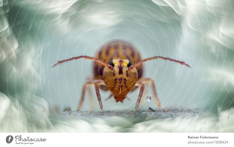 Portrait of a ball jumper - Dicyrtomina ornata Nature Animal Wild animal Creepy Love of animals Colour photo Exterior shot Macro (Extreme close-up)