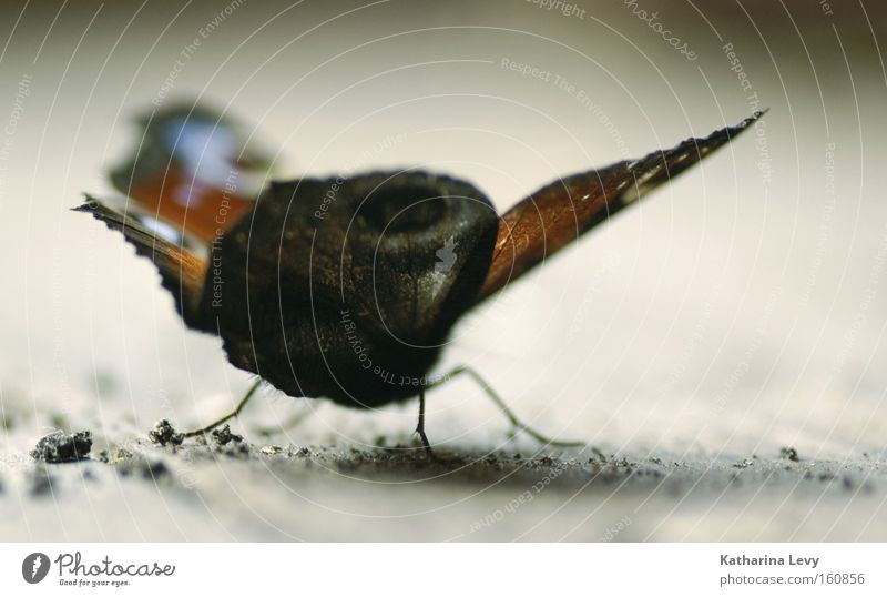 last flight Colour photo Exterior shot Close-up Macro (Extreme close-up) Deserted Shallow depth of field Worm's-eye view Animal portrait Butterfly Wing Small