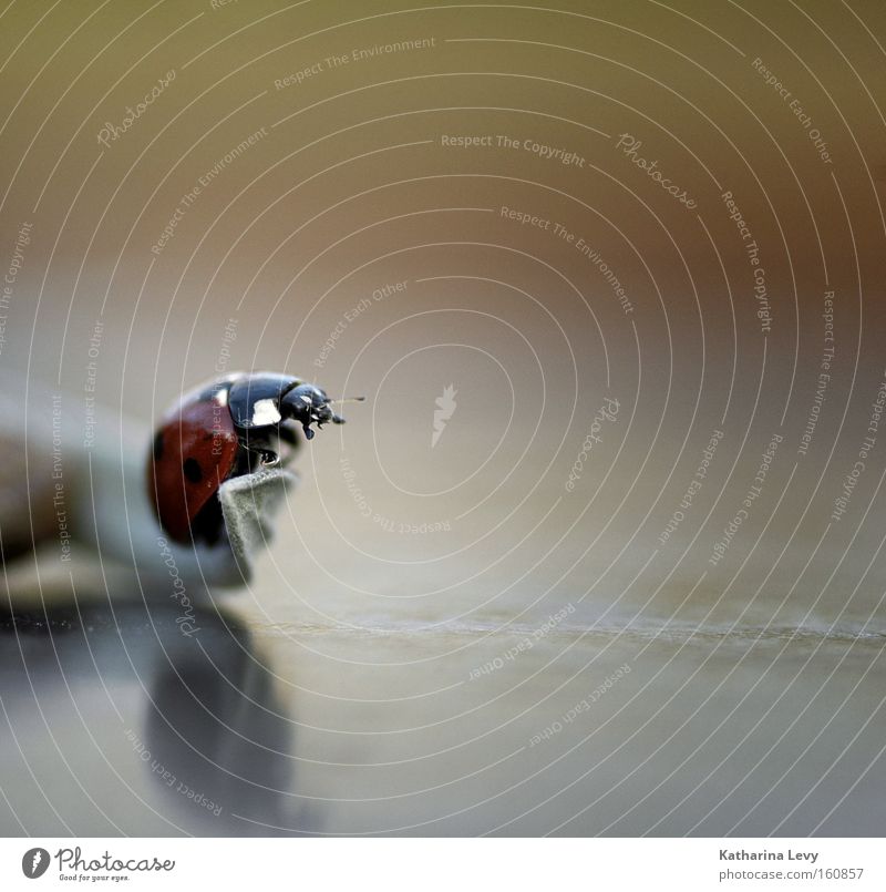 mountaineer Close-up Detail Macro (Extreme close-up) Animal Grass Ladybird Blade of grass tabletop open aperture