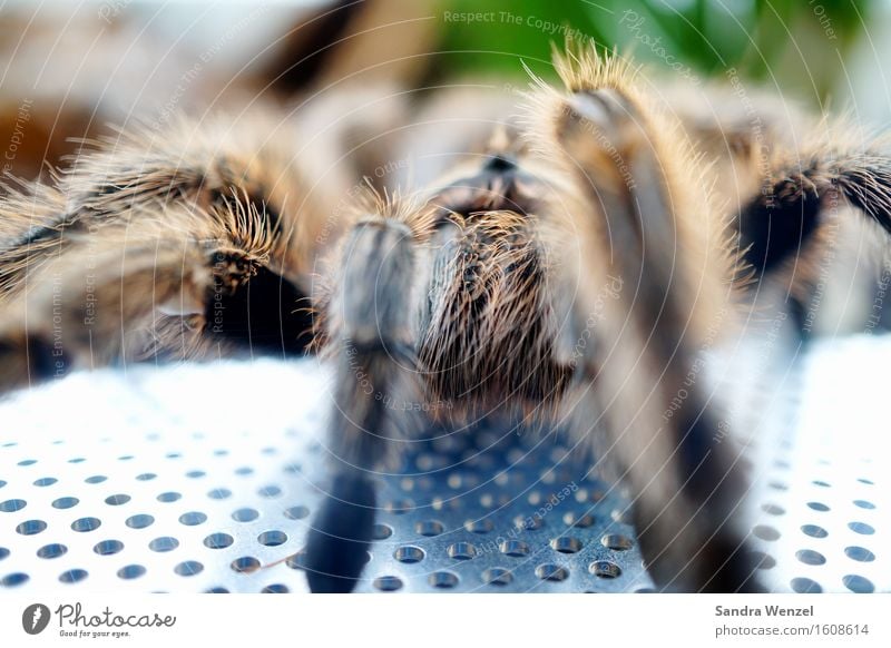 spider Environment Nature Animal Climate change Virgin forest Spider Animal face Zoo 1 Observe Feeding Bird-eating spider Hair Colour photo Close-up