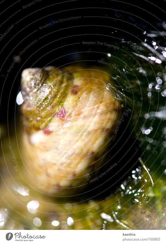 bitten the dust Animal Snail Glittering Macro (Extreme close-up) Green Colour photo Exterior shot Close-up Detail Day Light Shadow