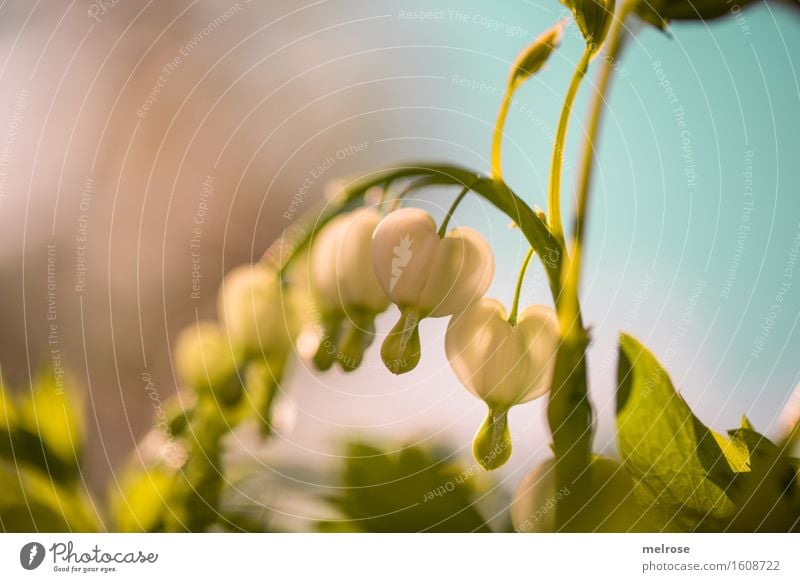 Sad hearts Elegant Style Nature Sky Spring Beautiful weather Plant Flower Bushes Leaf Blossom Wild plant Bleeding heart Fumitories Flowering plant Flower stem