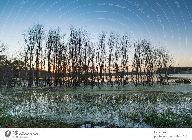 Frog territory, group of trees on swampy lake shore Harmonious Fishing (Angle) Rowing Hiking Lake Aquatics Swimming & Bathing Nature Plant Animal Air Water