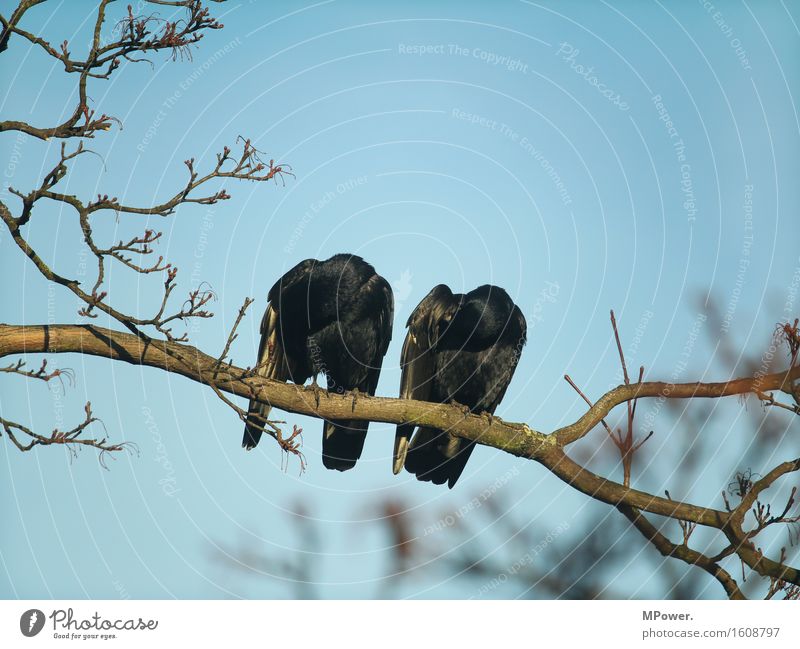 spring plaster Animal Wild animal 2 Crouch Raven birds Cleaning Tree Black Sit Couple Colour photo Exterior shot Bird's-eye view Animal portrait