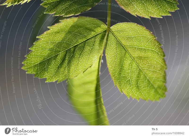 leaf Nature Plant Spring Leaf Blossoming Esthetic Authentic Simple Elegant Fresh Natural Beautiful Gray Green Spring fever Serene Patient Calm Idyll Uniqueness