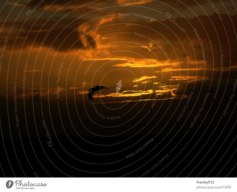 Sunset Twilight Bird Clouds Dusk Orange Island