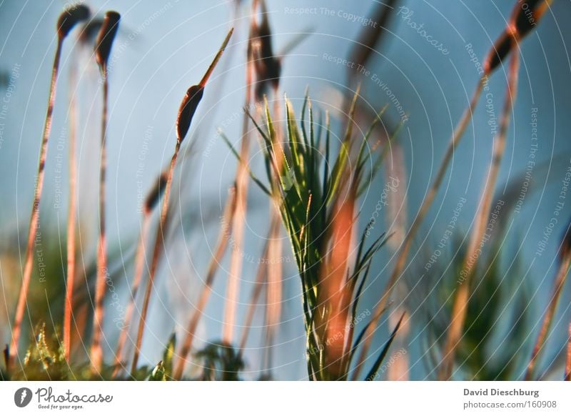 Colours of spring Colour photo Exterior shot Close-up Detail Macro (Extreme close-up) Structures and shapes Day Contrast Blur Nature Plant Blade of grass Stalk