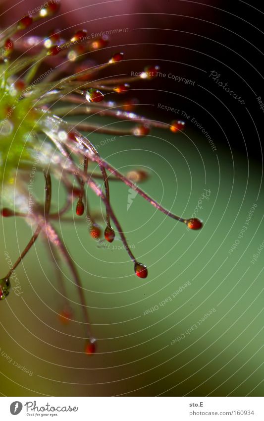 drosera madagascariensis Sundew Great sundew Macro (Extreme close-up) Sepal Plant Tiny hair Dangerous Lacking Seed Nature Close-up Carnivorous plants Sticky