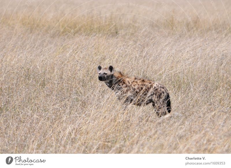 What smells so good? Animal Wild animal Hyaena 1 Observe Listening Looking Stand Exotic Free Dry Brown Gray Power Adventure Calm Odor Scent Grassland Serengeti