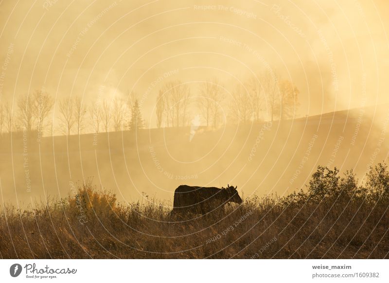 A cow in a field. Sunny misty day in a hills Summer Mountain Nature Landscape Sky Autumn Weather Fog Tree Grass Meadow Hill Cow To feed Green smoke agriculture