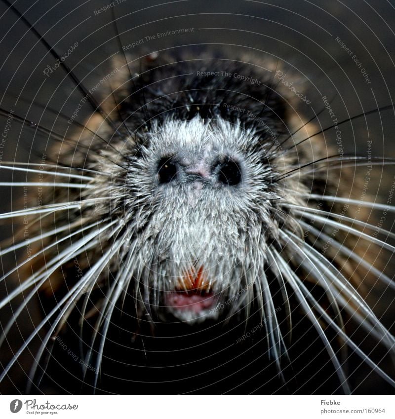 What's that? What's that? :P Animal Whisker Snout Blind Livestock Odor Senses Funny Hideous Strange Exceptional Musk rat Beaver Nutria Curiosity