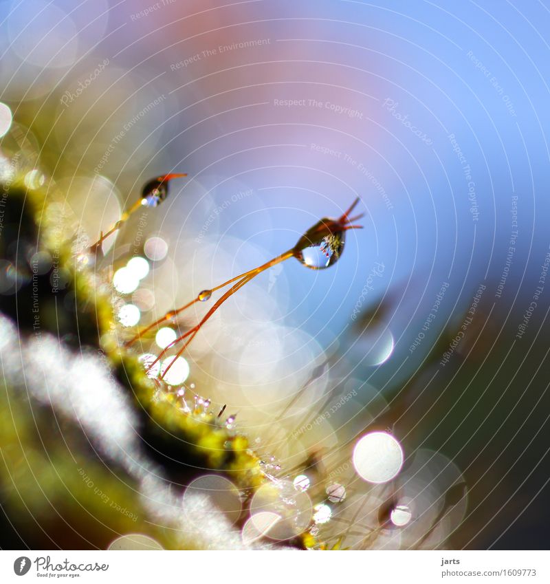 tilted position Plant Drops of water Sky Spring Beautiful weather Grass Moss Foliage plant Wild plant Garden Park Meadow Hang Fluid Fresh Glittering Bright