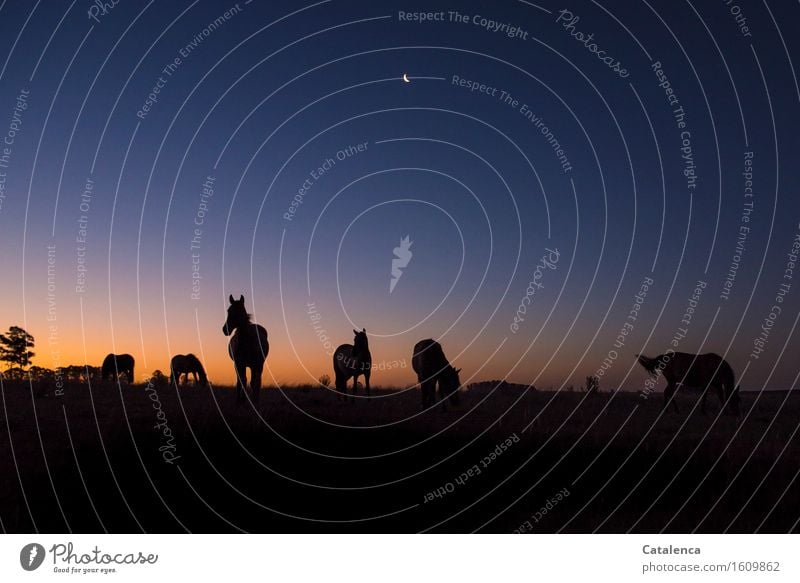 Horses grazing in the evening light II Equestrian sports Landscape Sky Night sky Horizon Moon Beautiful weather Tree Meadow Field Group of animals Breathe