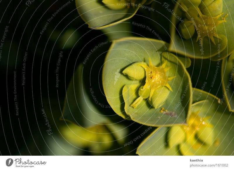 spring games Nature Plant Flower Blossom Yellow Green Star (Symbol) Shadow Exotic Prongs Blossoming Small Blur Honey Dry Close-up Macro (Extreme close-up) Calyx