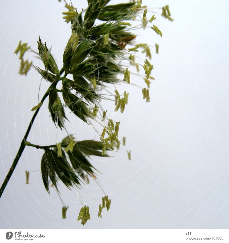 grass Grass Meadow Green Summer Seed Animal Feed Macro (Extreme close-up) Fine Detail Blade of grass Nature Close-up Power Force Pasture Hair and hairstyles