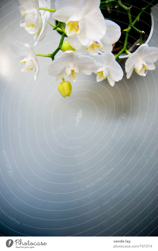 phalaenopsis Orchid Flower Plant Nature Style Blossom Living or residing Exotic Stalk Beautiful Noble Macro (Extreme close-up) Living room Transience decotation