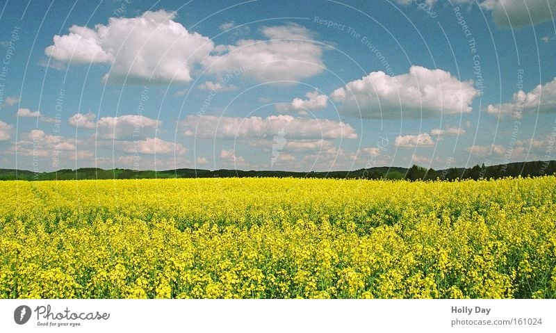 summer rapeseed Yellow Blue White Clouds Canola Blossom Field Summer Life Tall Difference Harvest Growth