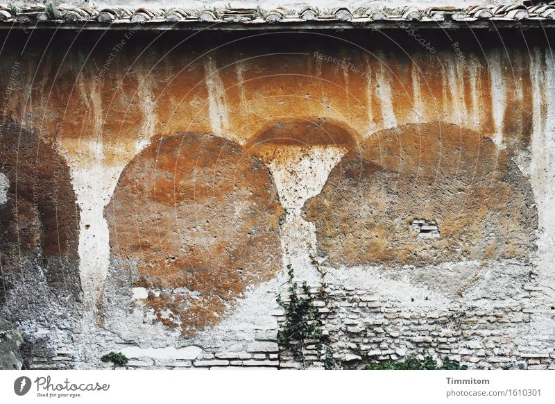 Whispering monks. Italy Building Wall (barrier) Wall (building) Roof Stone Esthetic Brown Green White Plaster Colour Foliage plant Derelict Colour photo