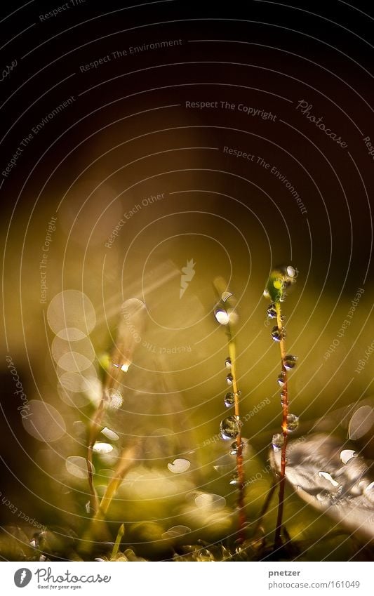 100.2 Nature Macro (Extreme close-up) Water Drops of water Glittering Spring Joy Lighting Warmth Colour