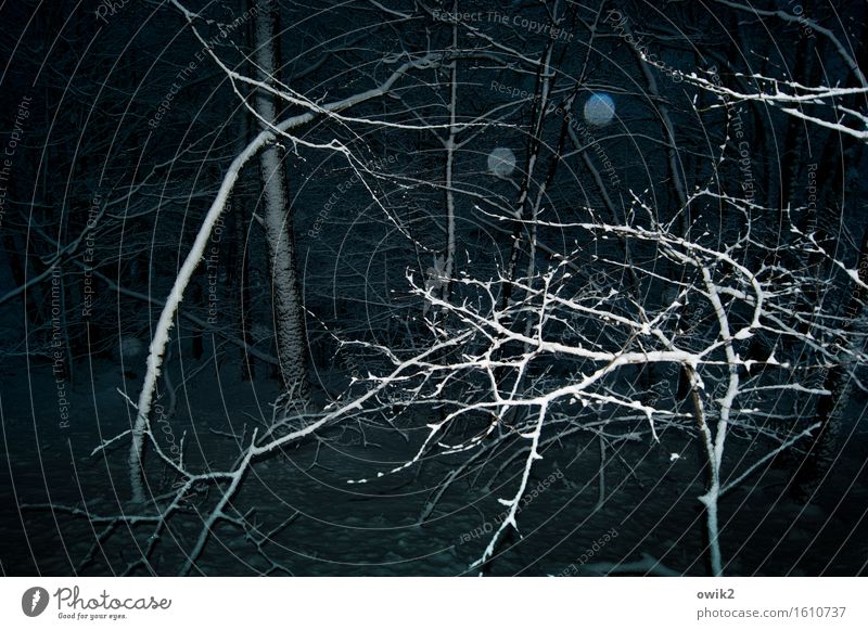 Winter, bizarre Environment Nature Landscape Climate Beautiful weather Snow Plant Tree Bushes Twigs and branches Glittering Threat Dark Creepy Calm Bizarre