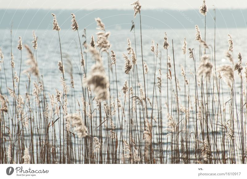 . Environment Nature Plant Water Winter Common Reed Typhaceae Coast Lakeside Pond Swimming & Bathing Relaxation Hiking Natural Vacation & Travel