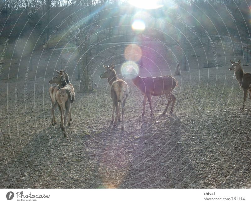 deer Fog Sun Zoo Reflection Back-light Dazzle Herd Watchfulness Radiation Wild animal Roe deer Spring Opel zoo Reflection & Reflection