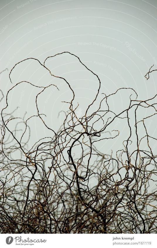 nice haircut, sir! Twig Leafless Bright background Muddled Chaos Bushy Bushes