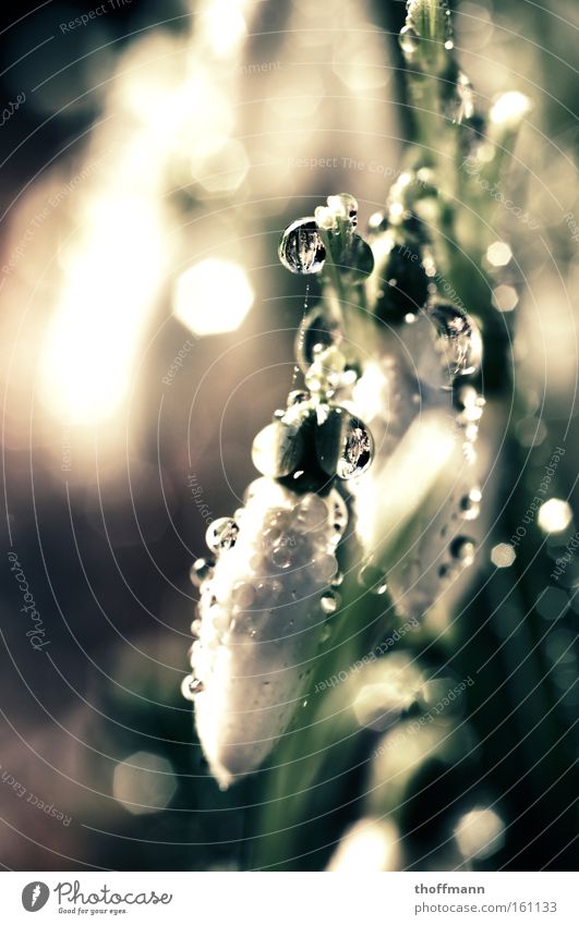 Spring has a hard time! Water Snowdrop Flower Macro (Extreme close-up) Near Weather Winter Joy Drops of water End