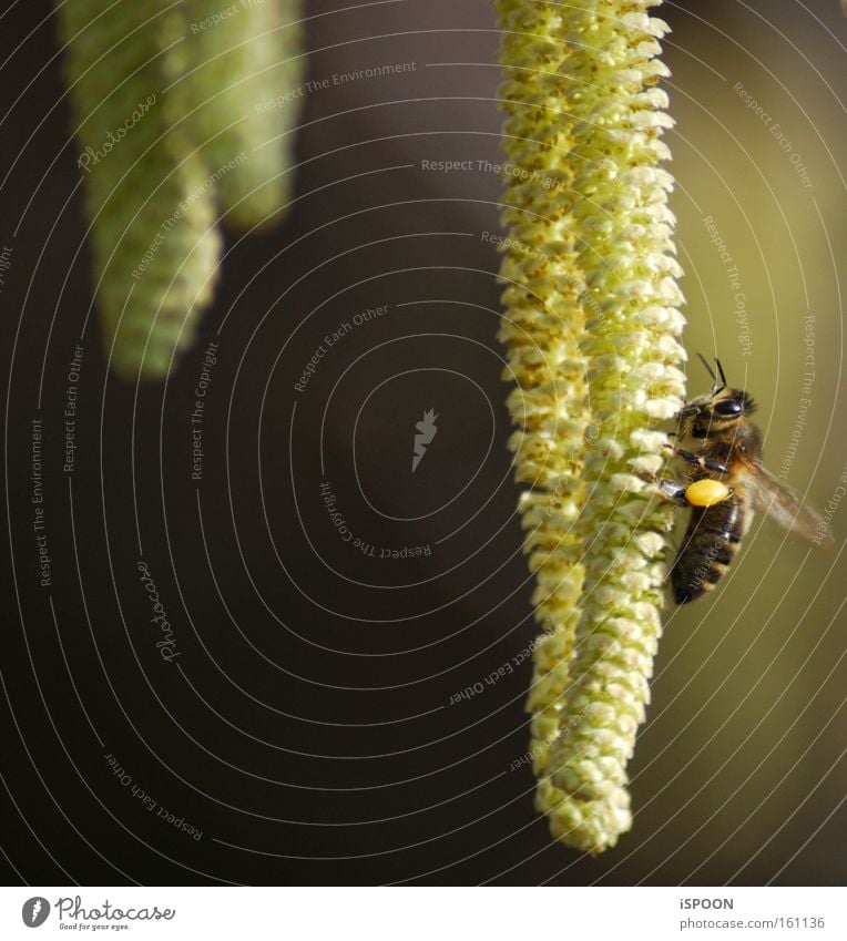 The one who makes us honey Bee Insect Blossom Pollen Yellow Depth of field Spring Sprinkle Stripe