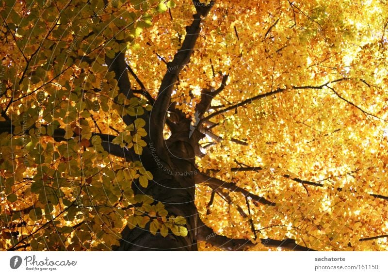 courtyard garden Innsbruck Hofgarten Tree Leaf Orange Autumn Moody Seasons Yellow Branch Hofgarten Innsbruck