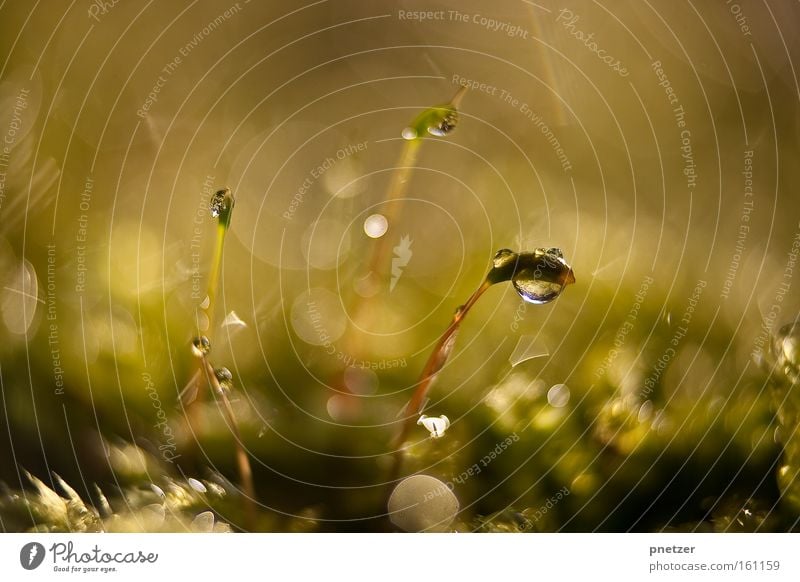 100.3 Nature Macro (Extreme close-up) Water Drops of water Glittering Light Spring Joy Lighting Warmth Colour