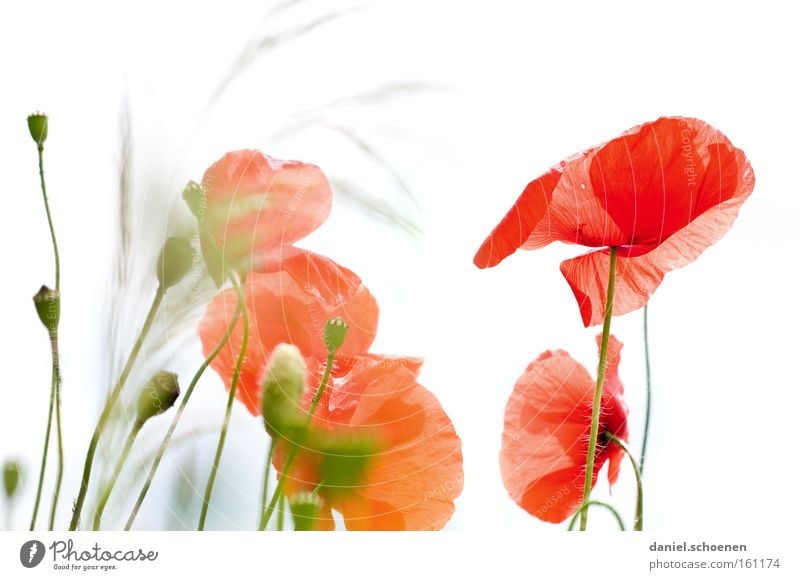 corn poppy Summer Meadow Poppy Corn poppy Sun Bud Sky Red White Blossom Light Flower