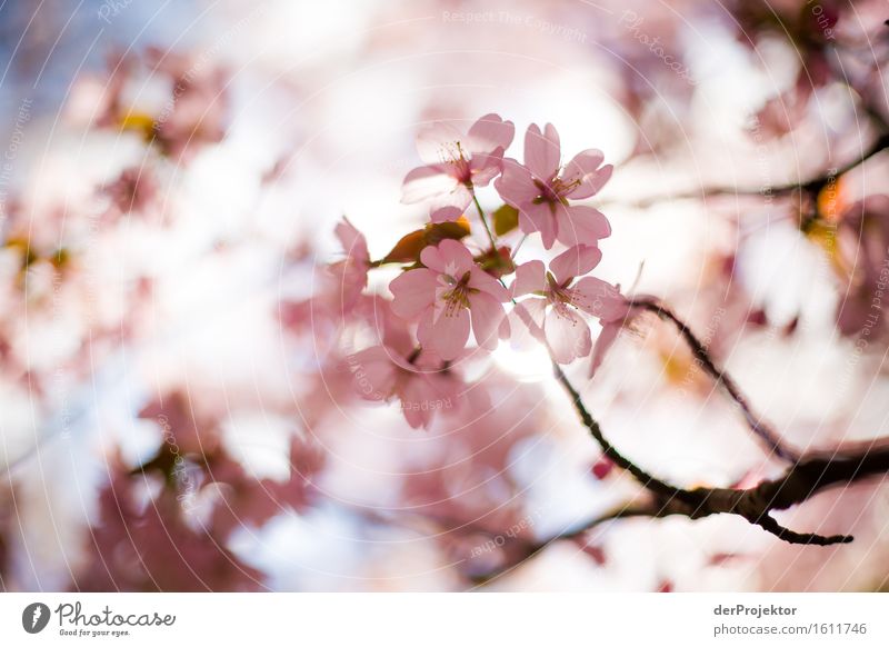 It blooms so beautifully... Vacation & Travel Tourism Trip Sightseeing Hiking Environment Nature Landscape Plant Spring Beautiful weather Tree Garden Park