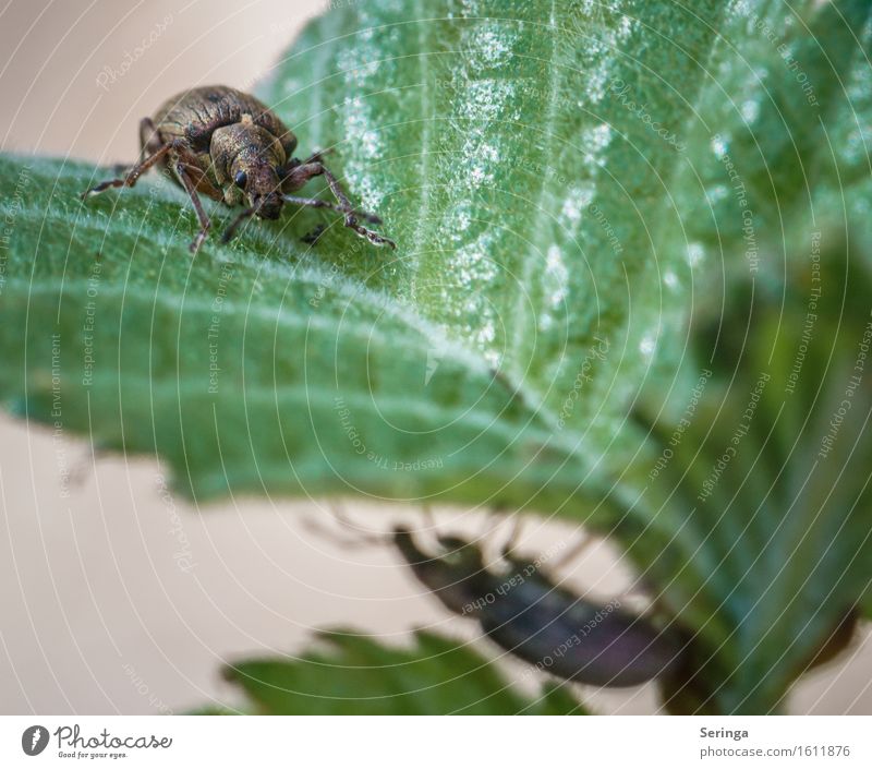 2 is one too many Nature Landscape Plant Animal Grass Bushes Leaf Garden Park Meadow Field Forest Wild animal Beetle Animal face Wing 1 Pair of animals Flying