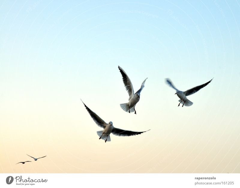 that flutter Air Sky Cloudless sky Bird Wing Flying Cold Blue Seagull Progress Judder Outstretched Colour photo Subdued colour Copy Space left Copy Space top