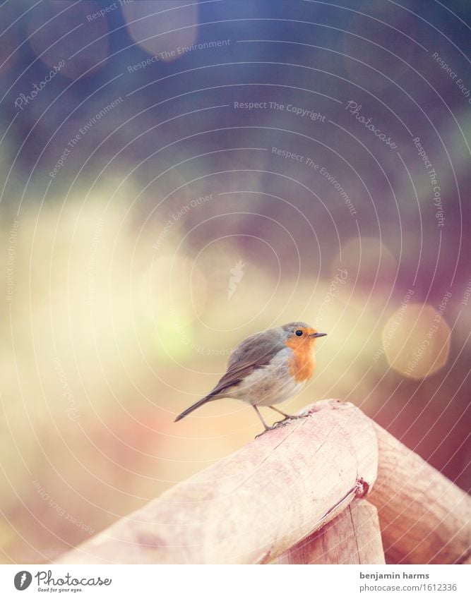 Robin #4 Nature Animal Spring Bird Robin redbreast 1 Sit Warmth Colour photo Exterior shot Deserted Morning Light (Natural Phenomenon) Blur Animal portrait