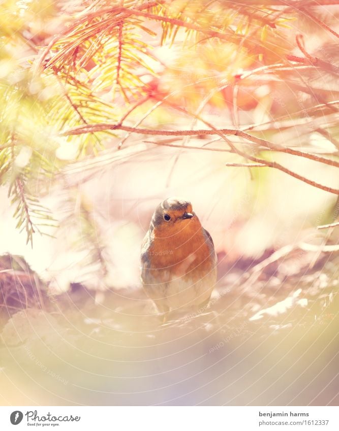 Robin #3 Environment Nature Animal Spring Beautiful weather Bird Robin redbreast 1 Sit Warmth Colour photo Exterior shot Deserted Morning