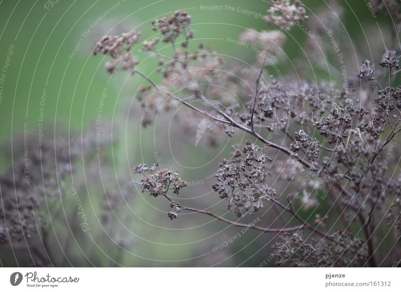 dreariness Gray Brown Grass Plant Virgin forest Autumn Dry Grief Stalk Twig Macro (Extreme close-up) Gloomy Burn Dried Sadness Close-up