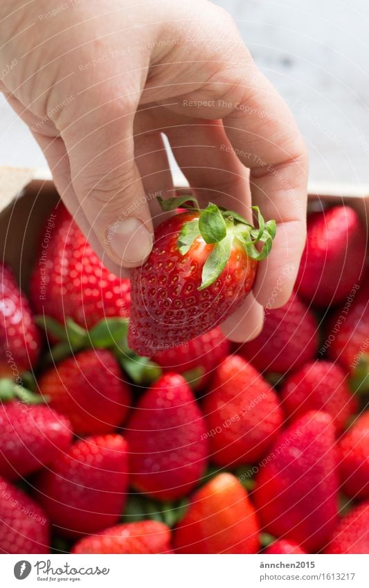 Strawberry Love III Hand To hold on Red Summer Spring Healthy Eating Dish Green Berries Fingers Delicious Juicy Lust