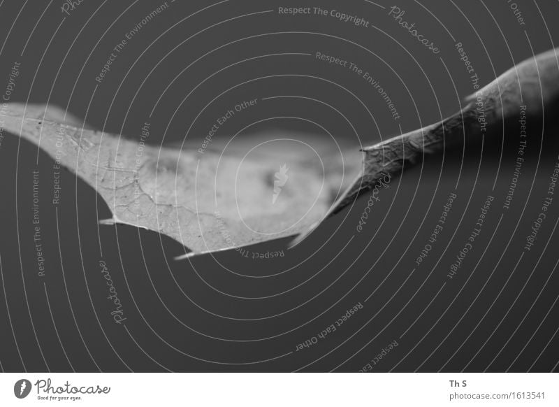leaf Nature Plant Autumn Winter Leaf Blossoming Faded Esthetic Authentic Thin Simple Elegant Natural Point Gray Black Serene Patient Calm Uniqueness Beautiful