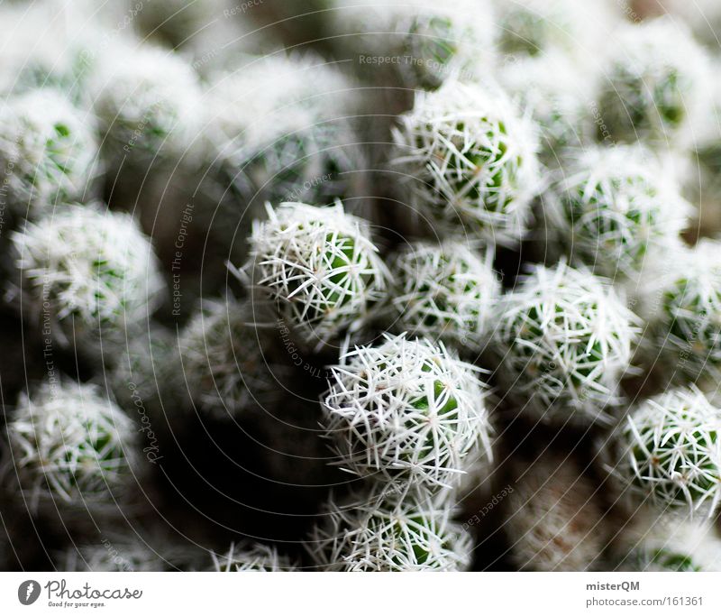 Ouch! Cactus Thorn Point Houseplant Dangerous Respect Caution Structures and shapes Arrangement Pattern Desert Green Nature Abstract Detail